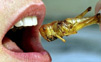慎入！18种测试你胆量的昆虫食品